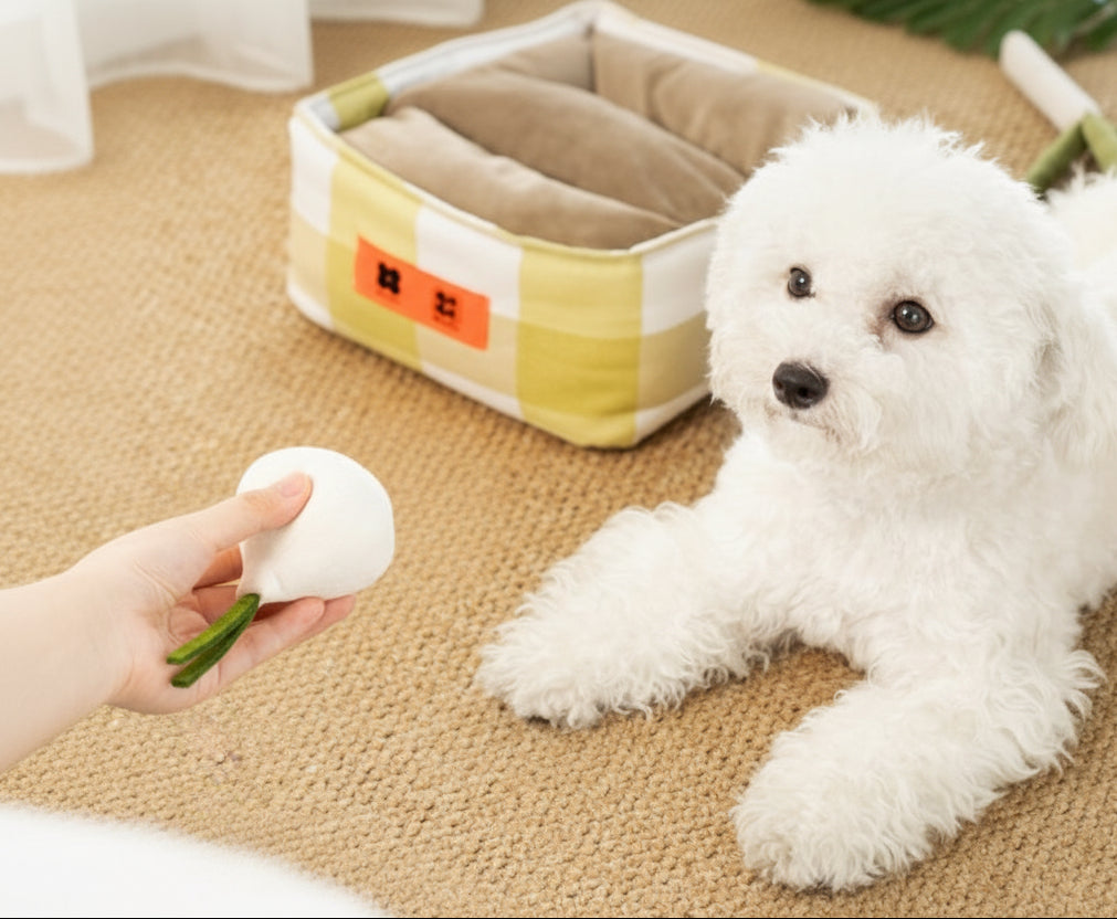 White dog playing with a toy held by a hand on a carpeted floor.