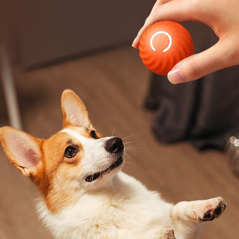 Dog looking at a hand holding an orange ball with a white paw print on a brown floor.