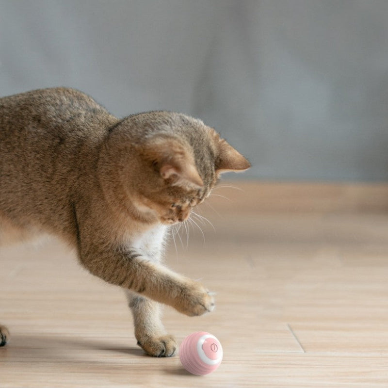 Cat chasing self-rolling interactive cat ball toy