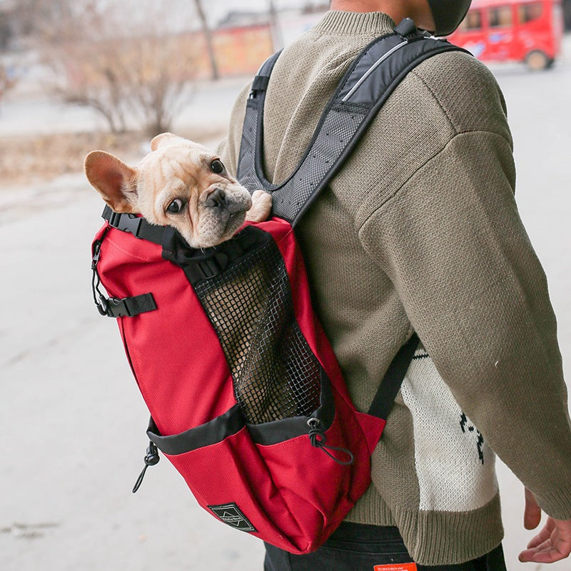 Small dog sitting inside a pet carrier backpack
